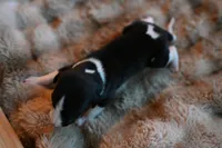 Orca, a male Whippet for sale in Gentry, AR – Photo 9 of 10