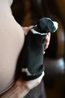 Orca, a male Whippet for sale in Gentry, AR – Photo 4 of 10