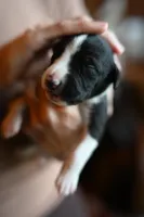 Orca, a male Whippet for sale in Gentry, AR – Photo 1 of 10