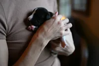 Orca, a male Whippet for sale in Gentry, AR – Photo 10 of 10