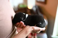 Orca, a male Whippet for sale in Gentry, AR – Photo 7 of 10