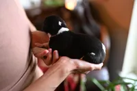 Orca, a male Whippet for sale in Gentry, AR – Photo 8 of 10