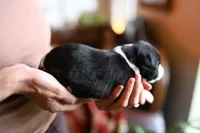 Orca, a male Whippet for sale in Gentry, AR – Photo 5 of 10