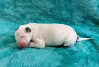 Albany, a female Whippet for sale in Gentry, AR – Photo 7 of 7