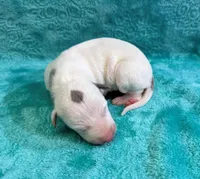 Albany, a female Whippet for sale in Gentry, AR – Photo 2 of 7