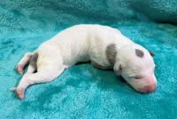 Albany, a female Whippet for sale in Gentry, AR – Photo 4 of 7