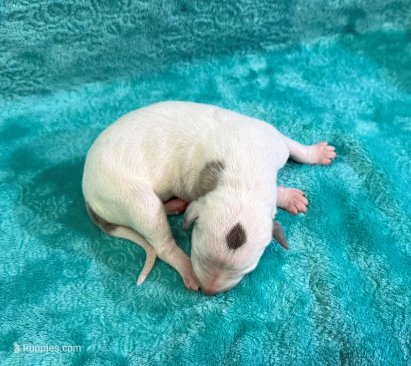 Albany – Whippet puppy for sale in Gentry, AR