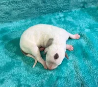 Albany, a female Whippet for sale in Gentry, AR – Photo 1 of 7