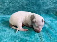 Albany, a female Whippet for sale in Gentry, AR – Photo 5 of 7