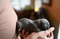 Sterling, a male Whippet for sale in Gentry, AR – Photo 2 of 8