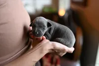 Sterling, a male Whippet for sale in Gentry, AR – Photo 7 of 8