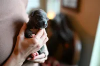 Sterling, a male Whippet for sale in Gentry, AR – Photo 4 of 8