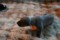 Sterling, a male Whippet for sale in Gentry, AR – Photo 8 of 8