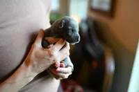 Sterling, a male Whippet for sale in Gentry, AR – Photo 3 of 8