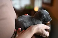 Sterling, a male Whippet for sale in Gentry, AR – Photo 5 of 8