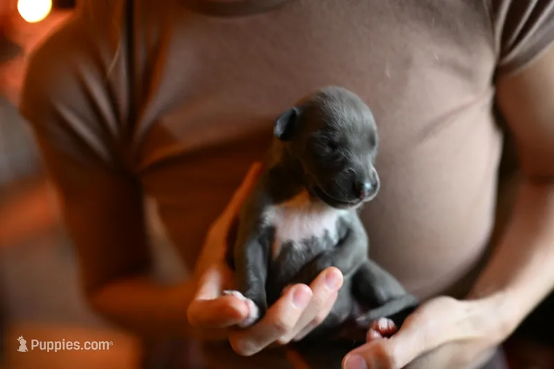 Sterling – Whippet puppy for sale in Gentry, AR