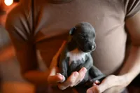 Sterling, a male Whippet for sale in Gentry, AR – Photo 1 of 8