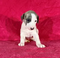 processed/cfeee22f-c44c-4d3d-aa9b-4e9048ffdb42/listing/af9e5066-d84f-4871-81ff-7fef66dac3b2/73ed4770-004d-4482-9470-e2e35e9d87e5