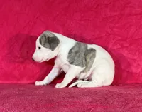 processed/cfeee22f-c44c-4d3d-aa9b-4e9048ffdb42/listing/af9e5066-d84f-4871-81ff-7fef66dac3b2/9769d45c-ce6b-41b7-8894-f52f96aaf993