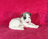 processed/cfeee22f-c44c-4d3d-aa9b-4e9048ffdb42/listing/af9e5066-d84f-4871-81ff-7fef66dac3b2/e19a9287-f4f8-4e7a-8e5c-8874c03aa705