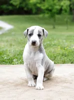 Tucson, a male Whippet for sale in Gentry, AR – 3 of 7