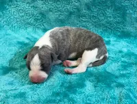 Tucson, a male Whippet for sale in Gentry, AR – Photo 3 of 7