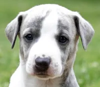 Tucson, a male Whippet for sale in Gentry, AR – 2 of 7