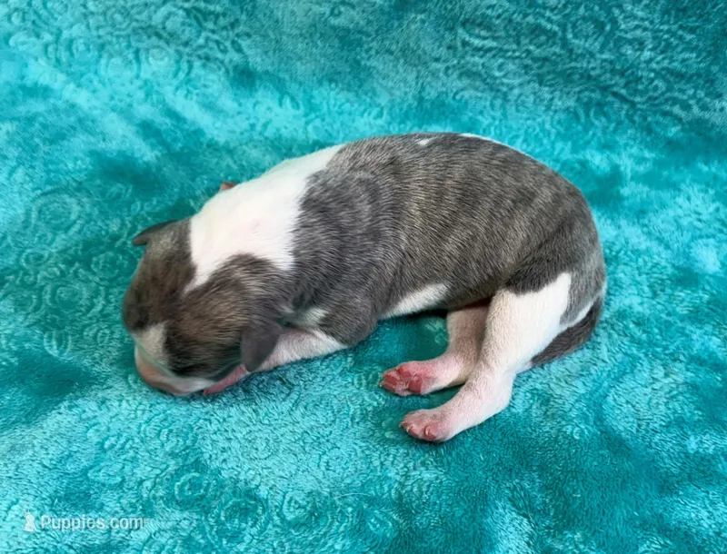 Tucson – Whippet puppy for sale in Gentry, AR