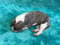 Tucson, a male Whippet for sale in Gentry, AR – Photo 1 of 7