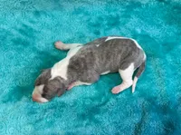 Tucson, a male Whippet for sale in Gentry, AR – Photo 5 of 7