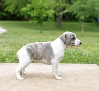 Tucson, a male Whippet for sale in Gentry, AR – 4 of 7