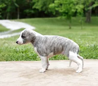 Tucson, a male Whippet for sale in Gentry, AR – 6 of 7