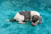 Tucson, a male Whippet for sale in Gentry, AR – Photo 6 of 7