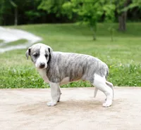 Tucson, a male Whippet for sale in Gentry, AR – 7 of 7