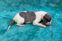 Tucson, a male Whippet for sale in Gentry, AR – Photo 7 of 7