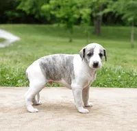 Tucson, a male Whippet for sale in Gentry, AR – 5 of 7