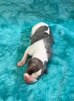 Tucson, a male Whippet for sale in Gentry, AR – Photo 2 of 7