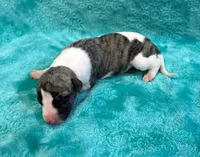 Laredo, a male Whippet for sale in Gentry, AR – Photo 2 of 7