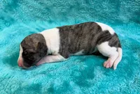 Laredo, a male Whippet for sale in Gentry, AR – Photo 4 of 7