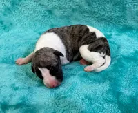 Laredo, a male Whippet for sale in Gentry, AR – Photo 5 of 7