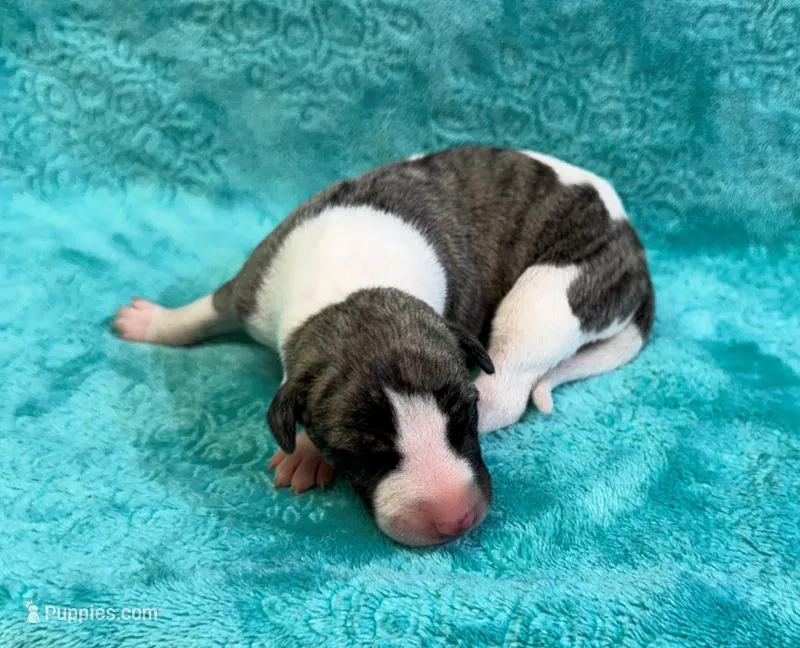 Laredo – Whippet puppy for sale in Gentry, AR