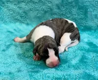 Laredo, a male Whippet for sale in Gentry, AR – Photo 1 of 7