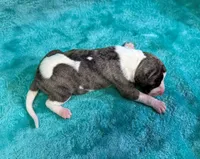 Laredo, a male Whippet for sale in Gentry, AR – Photo 6 of 7