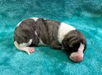 Laredo, a male Whippet for sale in Gentry, AR – Photo 7 of 7