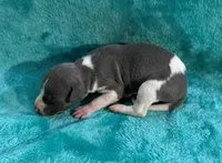 Bronco, a male Whippet for sale in Gentry, AR – Photo 1 of 7