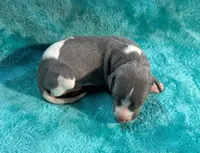 Bronco, a male Whippet for sale in Gentry, AR – Photo 7 of 7