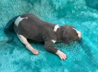 Bronco, a male Whippet for sale in Gentry, AR – Photo 3 of 7