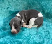 Bronco, a male Whippet for sale in Gentry, AR – Photo 2 of 7