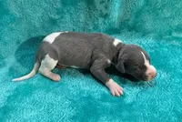 Bronco, a male Whippet for sale in Gentry, AR – Photo 5 of 7