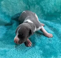 Bronco, a male Whippet for sale in Gentry, AR – Photo 4 of 7